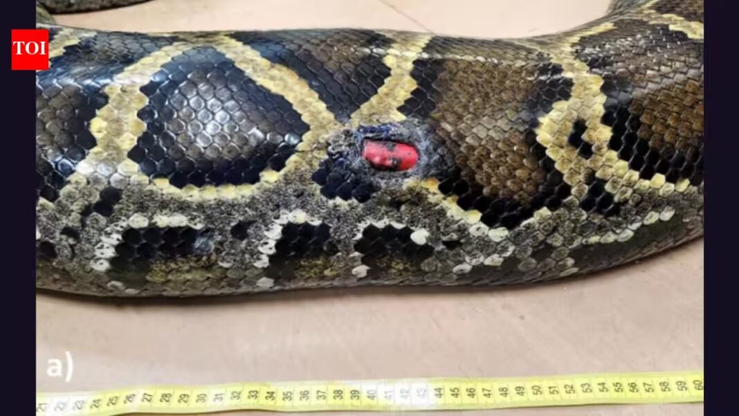 Florida scientists tracked 142 invasive Burmese pythons for 20 years and found that all four expelled tracking devices came from pregnant females | Florida scientists tracked 142 invasive Burmese pythons for 20 years and found that all four expelled tracking devices came from pregnant females |