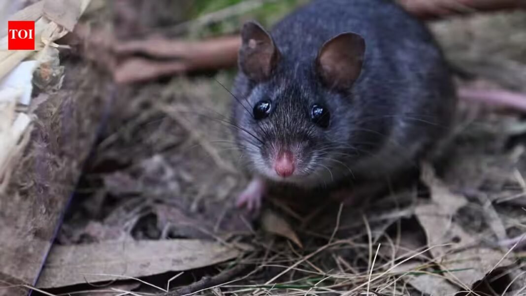 Australia releases nearly 50 critically endangered smoky mice into a predator-free forest where the species had not been seen since the 1990s | Australia releases nearly 50 critically endangered smoky mice into a predator-free forest where the species had not been seen since the 1990s |