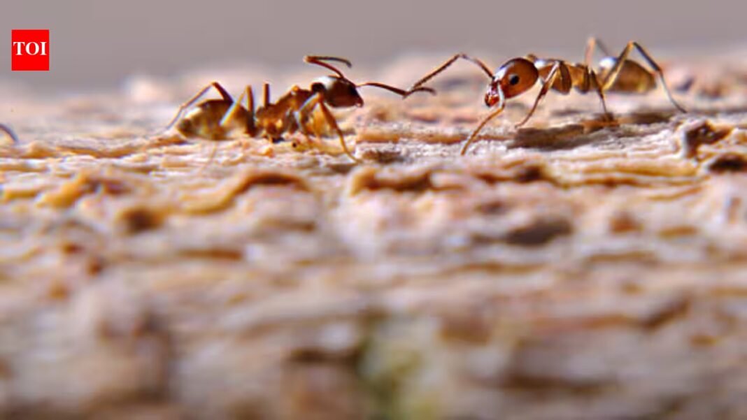 In Southern California, five rival supercolonies of Argentine ants are engaged in a war; researchers reported 15 million worker ants’ deaths in a single war In Southern California, five rival supercolonies of Argentine ants are engaged in a war; researchers reported 15 million worker ants’ deaths in a single war