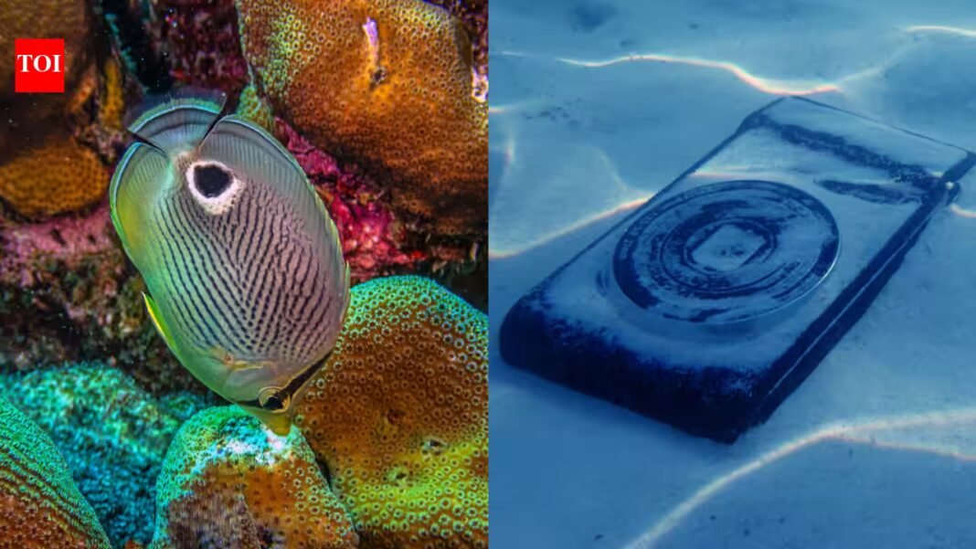 In a Hawaii coral experiment published in October 2026, scientists put an underwater speaker beside 3D-printed structures and bacteria-coated concrete blocks; coral larvae settled on coated blocks but not bare controls In a Hawaii coral experiment published in October 2026, scientists put an underwater speaker beside 3D-printed structures and bacteria-coated concrete blocks; coral larvae settled on coated blocks but not bare controls