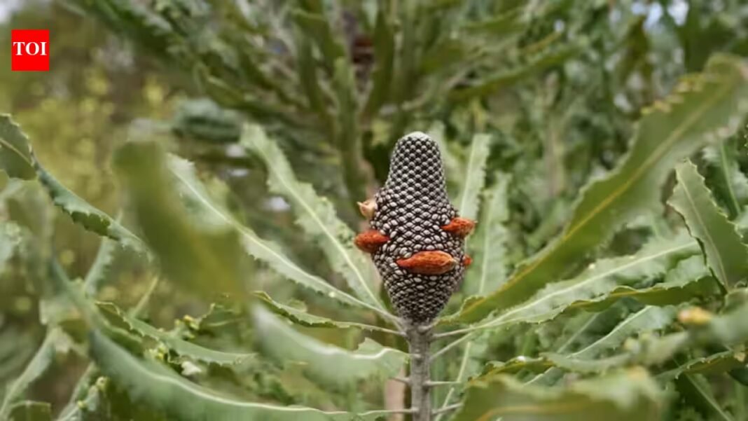 In 2017, bulldozers cleared Western Australian wetlands for a highway that was cancelled; nine years later, restoration has returned over 200,000 plants and recorded 97 animal species across 18 hectares In 2017, bulldozers cleared Western Australian wetlands for a highway that was cancelled; nine years later, restoration has returned over 200,000 plants and recorded 97 animal species across 18 hectares