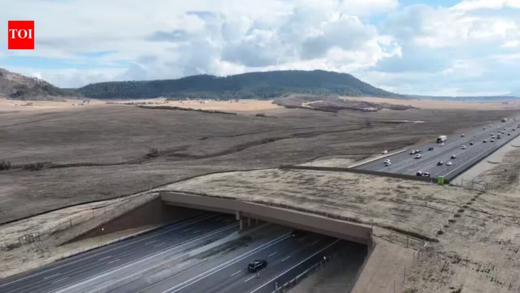 Colorado built a wildlife overpass across a busy highway; a new report says animal-vehicle collisions fell by 91% as elk, bears and frogs began using the crossing Colorado built a wildlife overpass across a busy highway; a new report says animal-vehicle collisions fell by 91% as elk, bears and frogs began using the crossing