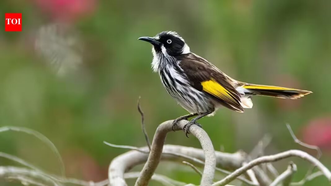Australia’s critically endangered regent honeyeaters learned their traditional song, which has vanished from the wild, with 42% succeeding through live tutoring in small groups | Australia’s critically endangered regent honeyeaters learned their traditional song, which has vanished from the wild, with 42% succeeding through live tutoring in small groups |