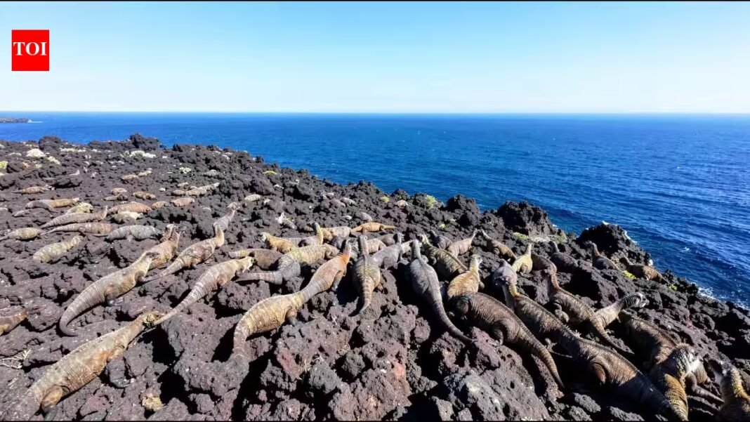 Nearly 14,000 volunteers analysed 57,838 drone images of Galapagos marine iguanas; researchers found their counts needed correction | Nearly 14,000 volunteers analysed 57,838 drone images of Galapagos marine iguanas; researchers found their counts needed correction |