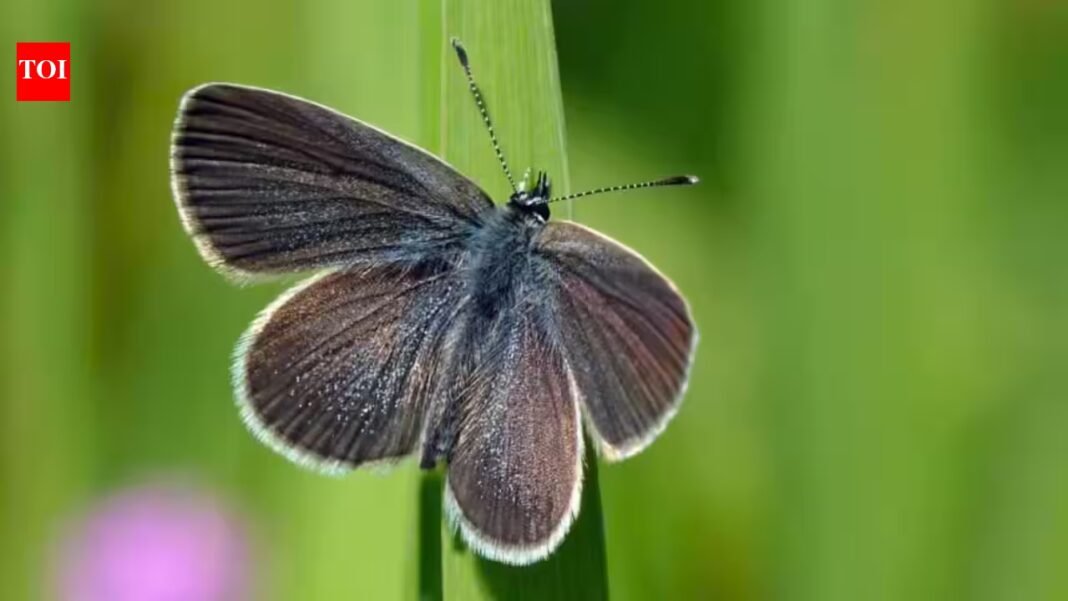 After 40 years of wheat farming, a 330-acre stretch of land in England was turned into a wildlife haven; just two years later, surveys recorded 5,290 butterflies, including rare species never previously seen in the fields After 40 years of wheat farming, a 330-acre stretch of land in England was turned into a wildlife haven; just two years later, surveys recorded 5,290 butterflies, including rare species never previously seen in the fields