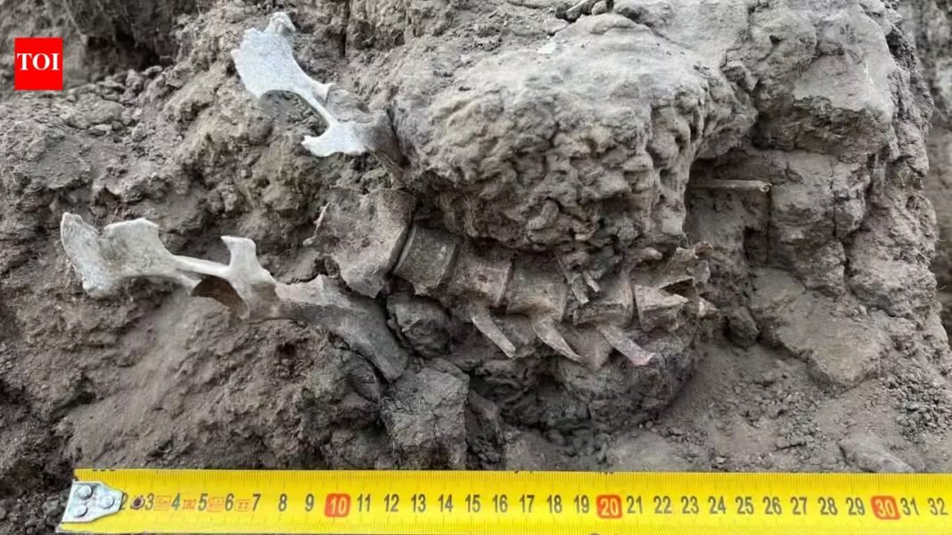 A 1,000-year-old dingo was deliberately buried by Indigenous Australians; archaeologists found people kept ‘feeding’ it for centuries | A 1,000-year-old dingo was deliberately buried by Indigenous Australians; archaeologists found people kept ‘feeding’ it for centuries |