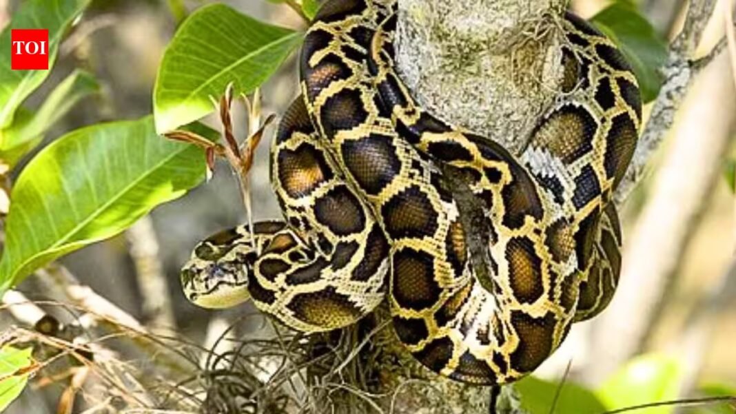 Scientists tracked 142 Burmese pythons for 20 years and found that only four expelled their implanted transmitters | Scientists tracked 142 Burmese pythons for 20 years and found that only four expelled their implanted transmitters |