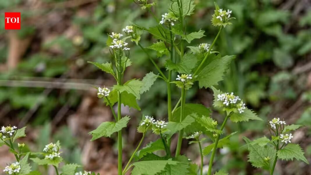 A plant brought to America for food and medicinal use in the 1860s became a woodland invader; garlic mustard spread across 37 US states and six Canadian provinces | A plant brought to America for food and medicinal use in the 1860s became a woodland invader; garlic mustard spread across 37 US states and six Canadian provinces |