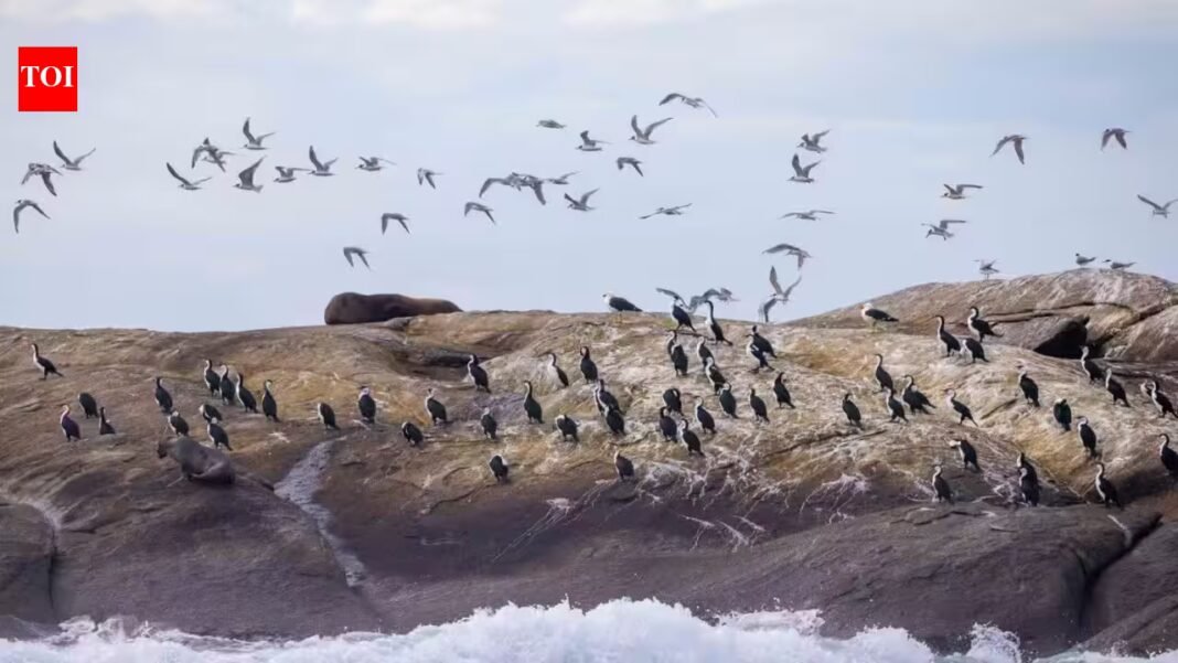 An Australian wildlife conservancy bought 200 hectares on King Island to protect threatened species; one native bird it hopes to save has fewer than 100 individuals remaining | An Australian wildlife conservancy bought 200 hectares on King Island to protect threatened species; one native bird it hopes to save has fewer than 100 individuals remaining |