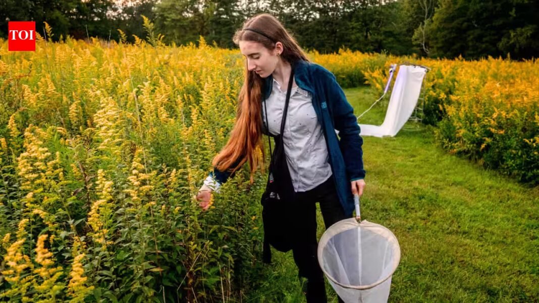 Meet Violet Clinton: 16-year-old New York student who tracked 11,377 moths in seven months using UV lights and beer-soaked T-shirts to study overlooked pollinators | Meet Violet Clinton: 16-year-old New York student who tracked 11,377 moths in seven months using UV lights and beer-soaked T-shirts to study overlooked pollinators |