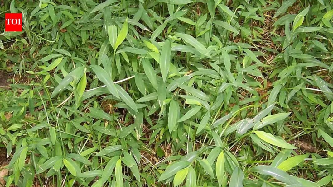 Once used to pack Chinese porcelain, this invasive grass has spread across 16 eastern US states, threatening native plants in forests and wetlands | Once used to pack Chinese porcelain, this invasive grass has spread across 16 eastern US states, threatening native plants in forests and wetlands |