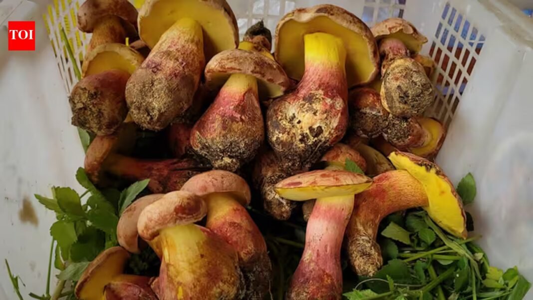 For 100 plus years people in distant parts of the world have reported seeing hundreds of tiny, colourful humans after eating certain wild mushrooms, and scientists say they have now identified the mushroom behind it For 100 plus years people in distant parts of the world have reported seeing hundreds of tiny, colourful humans after eating certain wild mushrooms, and scientists say they have now identified the mushroom behind it