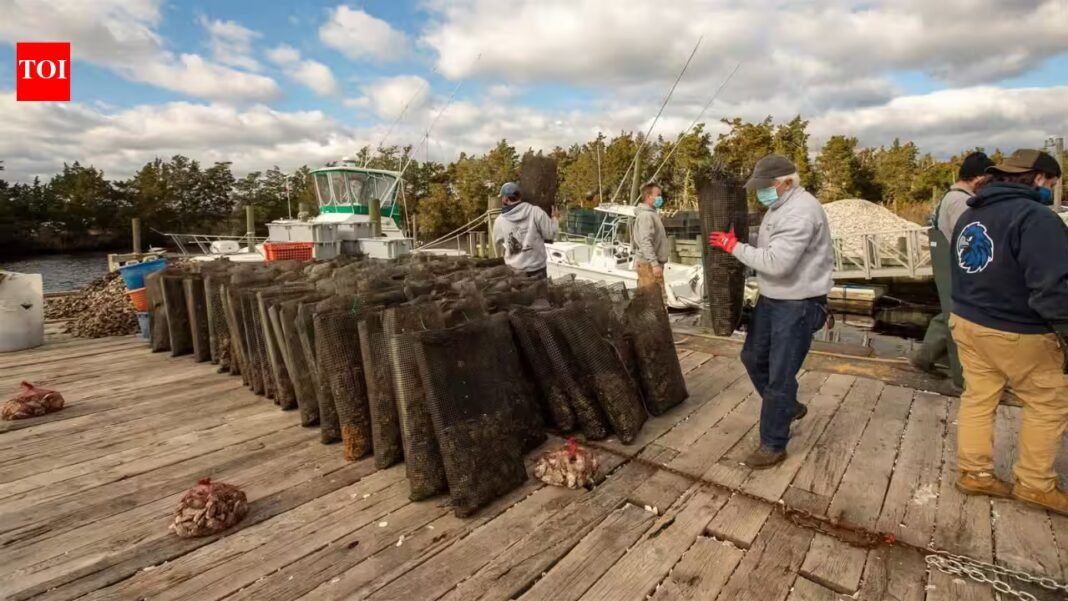 When restaurants closed in 2020, US oyster farmers were left with millions of unsold shellfish; six years later, a rescue programme has bought over 7 million oysters for 35 reef sites and helped protect more than 1,000 aquaculture and related jobs When restaurants closed in 2020, US oyster farmers were left with millions of unsold shellfish; six years later, a rescue programme has bought over 7 million oysters for 35 reef sites and helped protect more than 1,000 aquaculture and related jobs