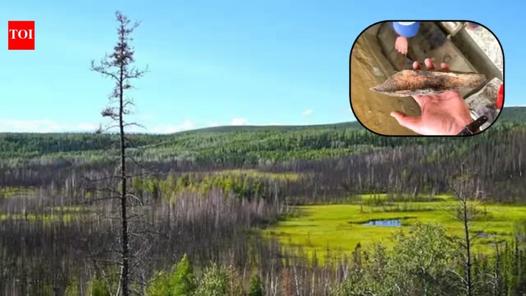 Archaeologists examining a 13,800-year-old Alaska campsite found thousands of artifacts, a hearth and traces of a possible shelter; the discovery offers rare clues about how early people lived near Beringia Archaeologists examining a 13,800-year-old Alaska campsite found thousands of artifacts, a hearth and traces of a possible shelter; the discovery offers rare clues about how early people lived near Beringia