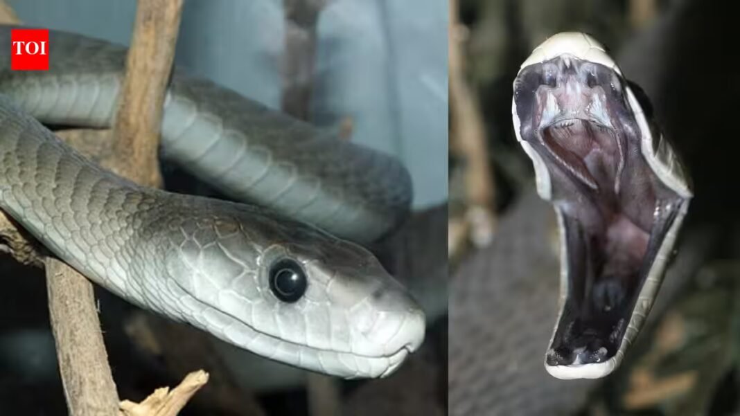 Scientists analysed black mamba scales and found they could reveal heavy metal pollution in urban South Africa | Scientists analysed black mamba scales and found they could reveal heavy metal pollution in urban South Africa |