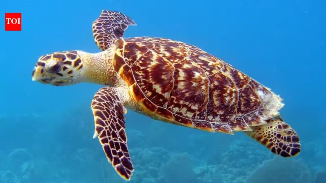 In 2025, teams began clearing invasive rats and feral pigs from Samoa’s Nu’utele Island; by October 2026, sea turtles were nesting after decades of absence, ground-doves were breeding and native seedlings had returned In 2025, teams began clearing invasive rats and feral pigs from Samoa’s Nu’utele Island; by October 2026, sea turtles were nesting after decades of absence, ground-doves were breeding and native seedlings had returned
