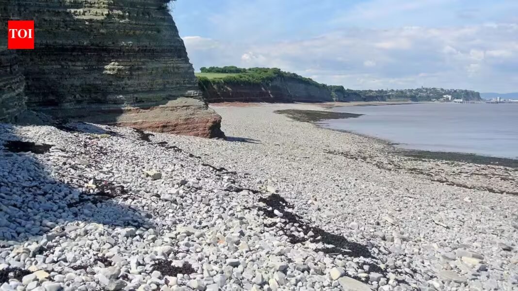 Fossil jaw found on Welsh beach helped scientists solve a nearly 200-year mystery about ancient fish teeth and reveals two distinct species | Fossil jaw found on Welsh beach helped scientists solve a nearly 200-year mystery about ancient fish teeth and reveals two distinct species |