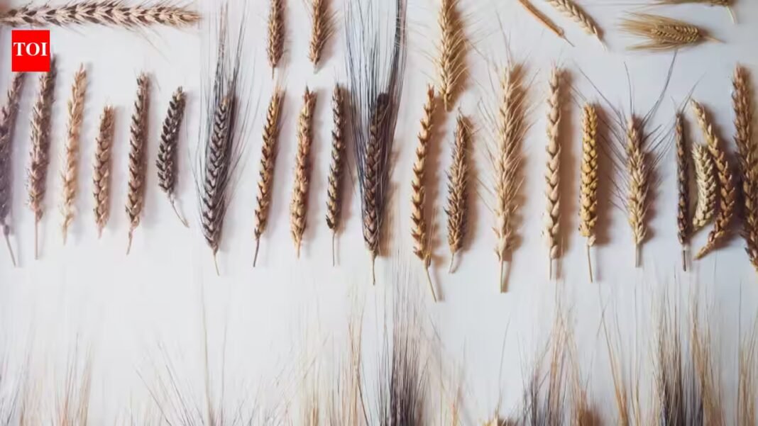 Italian farmer planted mysterious seeds found in attic, discovered ancient biblical wheat with seven ears on one stalk that could help crops survive drought and climate change Italian farmer planted mysterious seeds found in attic, discovered ancient biblical wheat with seven ears on one stalk that could help crops survive drought and climate change