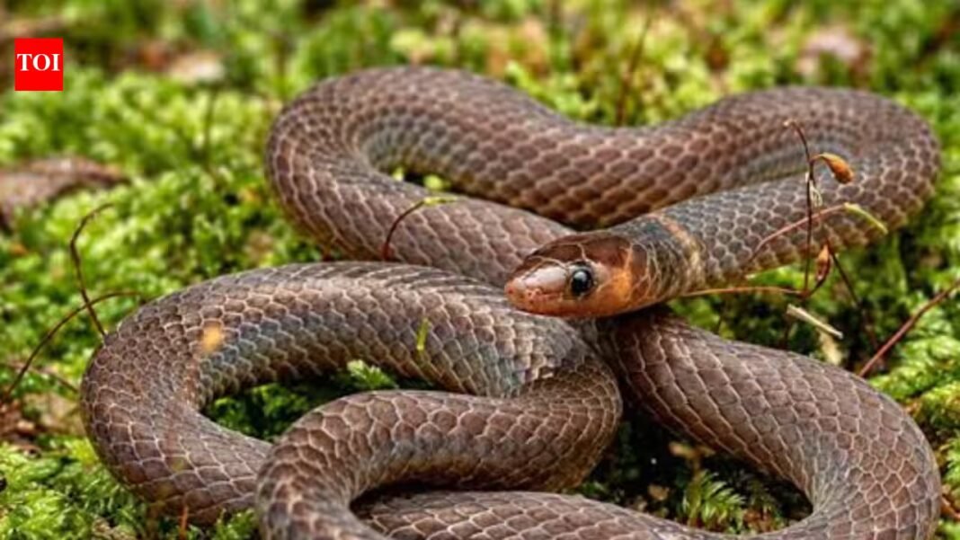 Scientists spot rare tiny snakes in Malaysia that do not just slither but do cartwheels; they roll at 12 feet per second when they sense danger Scientists spot rare tiny snakes in Malaysia that do not just slither but do cartwheels; they roll at 12 feet per second when they sense danger
