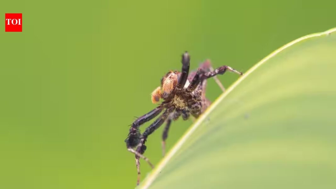 Do spiders dream? Researchers studying Australian jumping spiders have found sleep patterns resembling REM sleep, raising new questions about dream-like states in invertebrates Do spiders dream? Researchers studying Australian jumping spiders have found sleep patterns resembling REM sleep, raising new questions about dream-like states in invertebrates