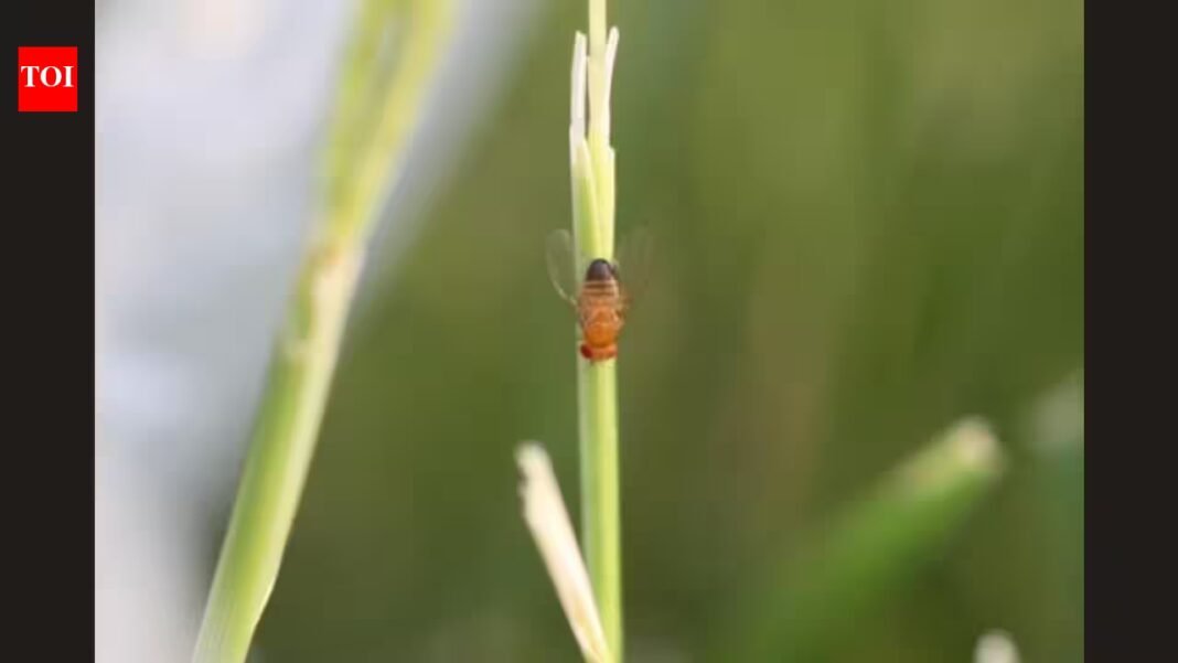 Pennsylvania researchers tracked fruit flies across 10 generations, revealing how changing seasons influence genetic variation and reverse evolutionary adaptations | Pennsylvania researchers tracked fruit flies across 10 generations, revealing how changing seasons influence genetic variation and reverse evolutionary adaptations |