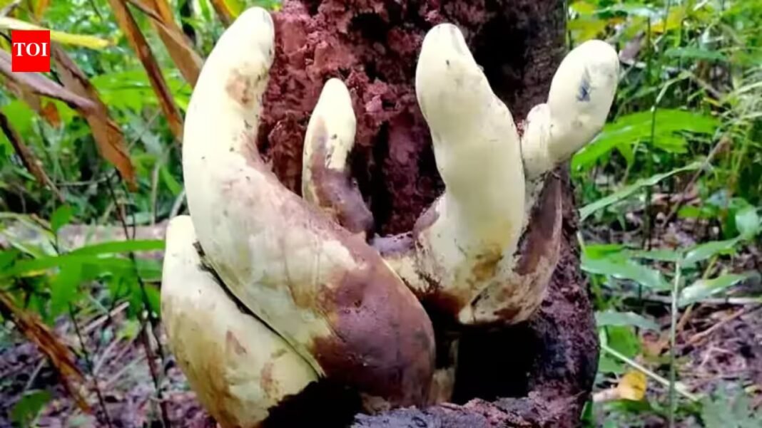Scientists have discovered a giant new fungus in China that grows up to 20 inches tall and weighs nearly five pounds, making it the largest known of its kind and a surprising new find in a well-studied group Scientists have discovered a giant new fungus in China that grows up to 20 inches tall and weighs nearly five pounds, making it the largest known of its kind and a surprising new find in a well-studied group