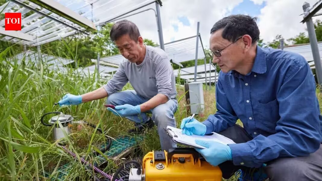 Scientists ran a 12-year grassland experiment in Oklahoma and found that warming cut soil carbon by 12.2% under drought but raised it by 6.7% in wet conditions | Scientists ran a 12-year grassland experiment in Oklahoma and found that warming cut soil carbon by 12.2% under drought but raised it by 6.7% in wet conditions |