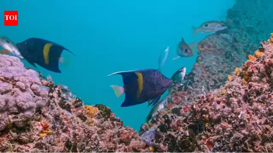 Dubai is growing coral in hotel lagoons before moving it back to the sea; the unusual nursery has produced more than 2,500 coral fragments Dubai is growing coral in hotel lagoons before moving it back to the sea; the unusual nursery has produced more than 2,500 coral fragments