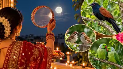 Karwa Chauth 2026: Seeing these 3 birds is considered auspicious for married life Karwa Chauth 2026: Seeing these 3 birds is considered auspicious for married life