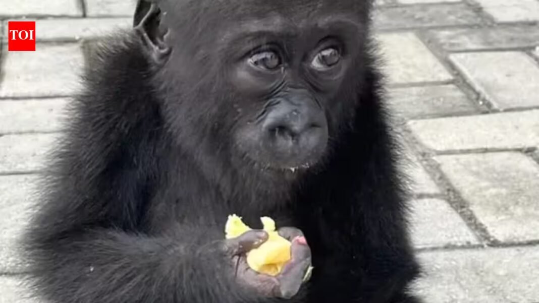 Wildlife traffickers may have killed her family to capture her; rescued baby gorilla Bili begins a second life in Congo Wildlife traffickers may have killed her family to capture her; rescued baby gorilla Bili begins a second life in Congo