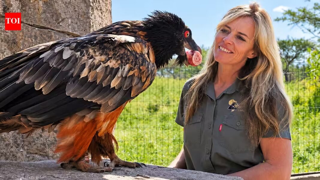 Meet Shannon Hoffman, the South African conservationist raising bone-eating vultures to protect one of the region’s most threatened birds, with fewer than 400 remaining in the wild | Meet Shannon Hoffman, the South African conservationist raising bone-eating vultures to protect one of the region’s most threatened birds, with fewer than 400 remaining in the wild |