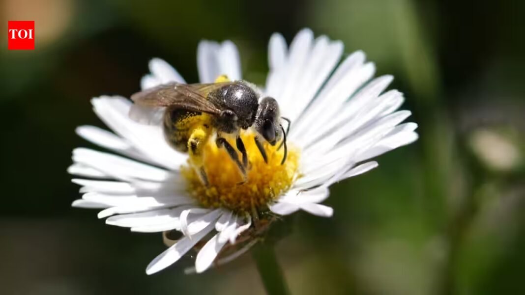 Researchers tested honey and propolis from Australia’s native stingless bees against 16 bacterial and fungal pathogens; the honey stopped every bacterium tested, including two hard-to-treat hospital pathogens, suggesting it could help combat antimicrobial resistance Researchers tested honey and propolis from Australia’s native stingless bees against 16 bacterial and fungal pathogens; the honey stopped every bacterium tested, including two hard-to-treat hospital pathogens, suggesting it could help combat antimicrobial resistance