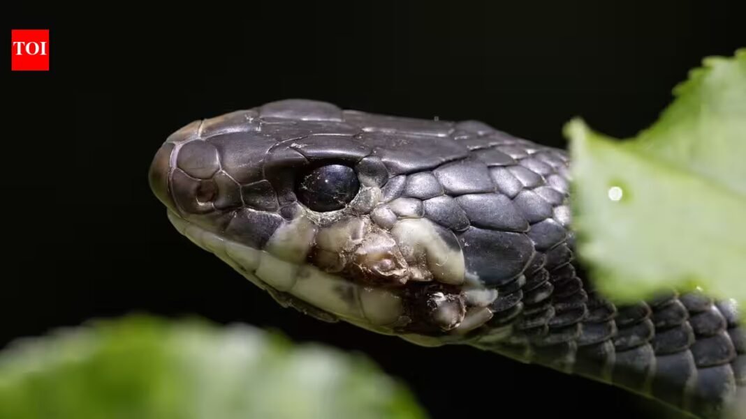 Invasive Burmese pythons and Florida’s native snakes show different parasite infection rates, offering researchers a baseline for future monitoring | Invasive Burmese pythons and Florida’s native snakes show different parasite infection rates, offering researchers a baseline for future monitoring |