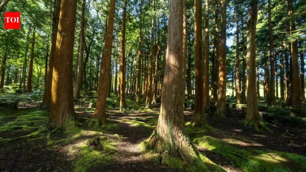 US lost nearly 10 million acres of forests to development and cropland between 1990 and 2017, with 11 states accounting for 70% of the loss | US lost nearly 10 million acres of forests to development and cropland between 1990 and 2017, with 11 states accounting for 70% of the loss |