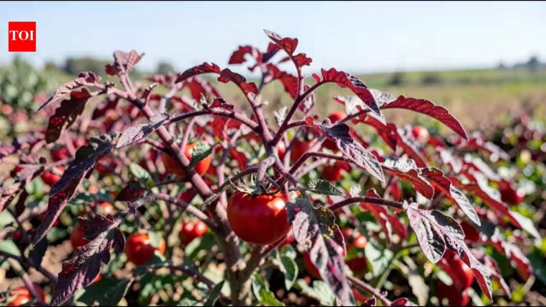 Cornell scientists engineered tomatoes that turn red-purple when nitrogen is low and are testing whether the colour change can help farmers use fertiliser more precisely | Cornell scientists engineered tomatoes that turn red-purple when nitrogen is low and are testing whether the colour change can help farmers use fertiliser more precisely |