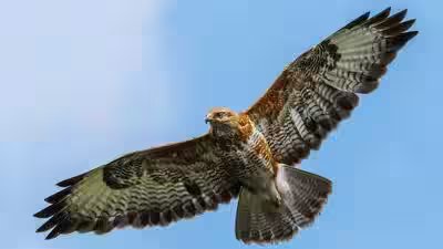 A conservation programme in Nagaland has involved former hunters in protecting migrating Amur falcons around Doyang Reservoir, turning local knowledge and community participation into tools for bird conservation A conservation programme in Nagaland has involved former hunters in protecting migrating Amur falcons around Doyang Reservoir, turning local knowledge and community participation into tools for bird conservation