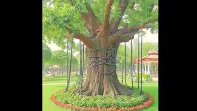 “I am under arrest”: A banyan tree in Pakistan has been chained and ‘arrested’ since 1898 because… “I am under arrest”: A banyan tree in Pakistan has been chained and ‘arrested’ since 1898 because…