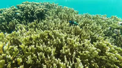 Super El Niño: ‘Collapse could be precipitous’: Super El Niño could push coral reefs closer to extinction, UN biodiversity expert warns Super El Niño: ‘Collapse could be precipitous’: Super El Niño could push coral reefs closer to extinction, UN biodiversity expert warns