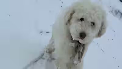 Meet Loulou: Dog missing for 50 hours after Alaska avalanche found alive with help from Apple AirTag Meet Loulou: Dog missing for 50 hours after Alaska avalanche found alive with help from Apple AirTag