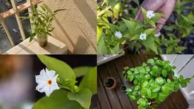 How to grow parijat in a pot on a small balcony: A simple step-by-step guide to fragrant night-blooming flowers at home | How to grow parijat in a pot on a small balcony: A simple step-by-step guide to fragrant night-blooming flowers at home |