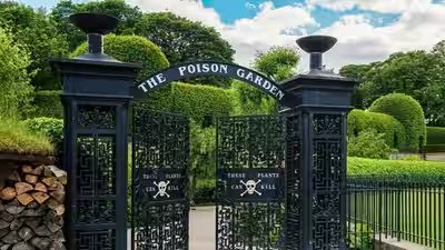 Alnwick Poison Garden: Inside England’s Alnwick Poison Garden, hundreds of dangerous plants grow behind locked gates, and visitors are warned not to touch, smell or taste them Alnwick Poison Garden: Inside England’s Alnwick Poison Garden, hundreds of dangerous plants grow behind locked gates, and visitors are warned not to touch, smell or taste them
