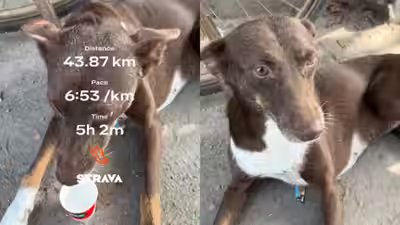‘Guys usne humare saath start kiya hai mere ghar ke pass hi rehti and mere ghar par hi finish kiya’: Kanpur dog runs 38 km with runners, wins the internet ‘Guys usne humare saath start kiya hai mere ghar ke pass hi rehti and mere ghar par hi finish kiya’: Kanpur dog runs 38 km with runners, wins the internet