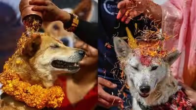 Kukur Tihar: Kukur Tihar in Nepal on November 8, 2026: The beautiful history of a unique festival where dogs are honoured with flower garlands, tika and special treats, celebrating their loyalty Kukur Tihar: Kukur Tihar in Nepal on November 8, 2026: The beautiful history of a unique festival where dogs are honoured with flower garlands, tika and special treats, celebrating their loyalty
