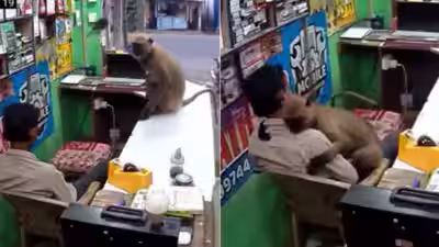 Langur Hug: Langur walks into an Odisha repair shop, rests its head on the shopkeeper’s chest while he remains frozen in fear; what happened next has left the internet with hilarious reactions online Langur Hug: Langur walks into an Odisha repair shop, rests its head on the shopkeeper’s chest while he remains frozen in fear; what happened next has left the internet with hilarious reactions online