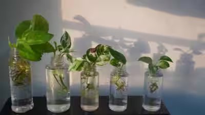 Money Plant Care: Can money plants grow in water forever? Tips and tricks to know Money Plant Care: Can money plants grow in water forever? Tips and tricks to know