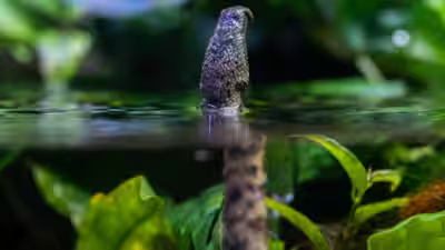 The snake that tricks fish into swimming straight into its mouth: How could a snake respond so effectively to the movement of prey that had not yet happened? The snake that tricks fish into swimming straight into its mouth: How could a snake respond so effectively to the movement of prey that had not yet happened?