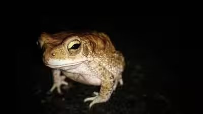Cane Toads Australia: In 1935, Australia released 2,400 cane toads to control crop-eating beetles today, an estimated 200 million invasive toads threaten 75 wildlife species, making it one of the country’s most notorious ecological disasters Cane Toads Australia: In 1935, Australia released 2,400 cane toads to control crop-eating beetles today, an estimated 200 million invasive toads threaten 75 wildlife species, making it one of the country’s most notorious ecological disasters