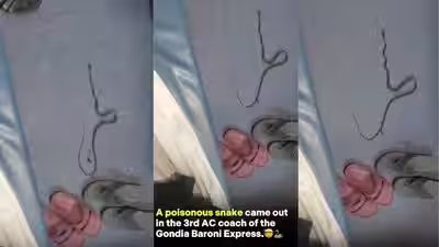 “Should we catch the snake?” Video shows poisonous snake in Gondia–Barauni Express 3AC coach; what travellers should do “Should we catch the snake?” Video shows poisonous snake in Gondia–Barauni Express 3AC coach; what travellers should do