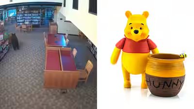 Black Bear breaks into California library and goes straight for the honey on Winnie-the-Pooh’s 100th birthday | Black Bear breaks into California library and goes straight for the honey on Winnie-the-Pooh’s 100th birthday |